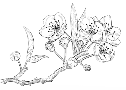 Cherry Blossoms Coloring Page